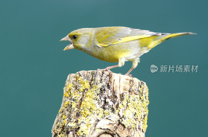 调用grenfinch