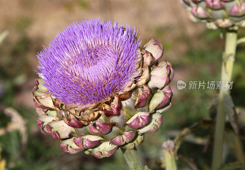 洋蓟开花了