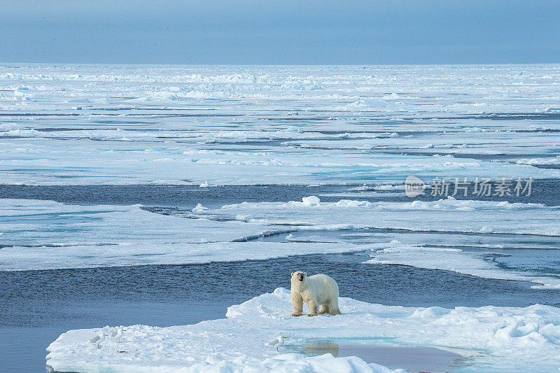 北极熊站在被水包围的浮冰上