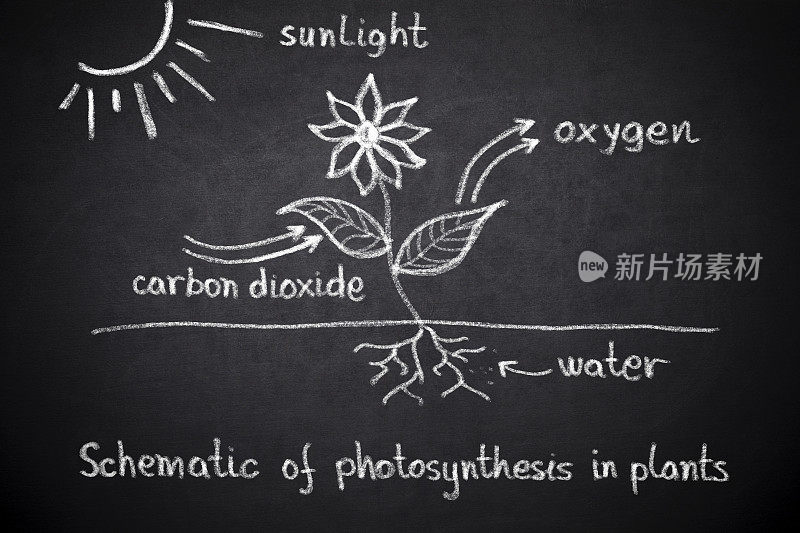 光合作用生物课程