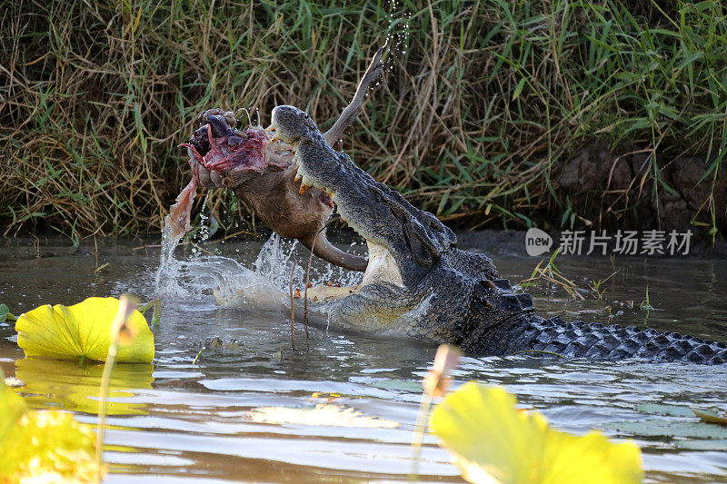 鳄鱼在野外吃袋鼠