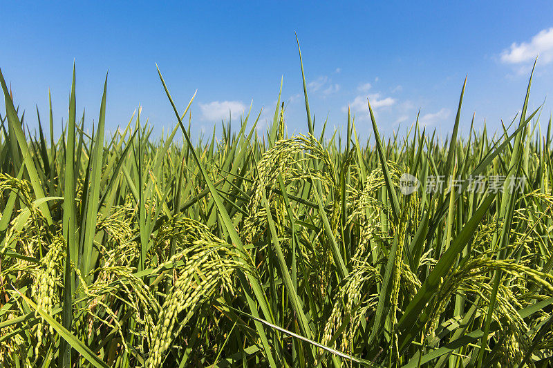 近距离观察悬挂在水稻植株上的稻粒