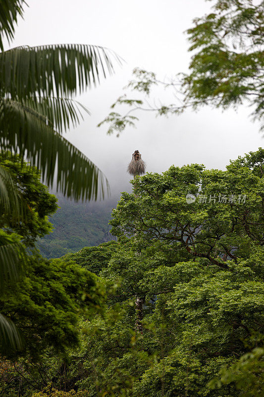 巴西丛林和热带雨林