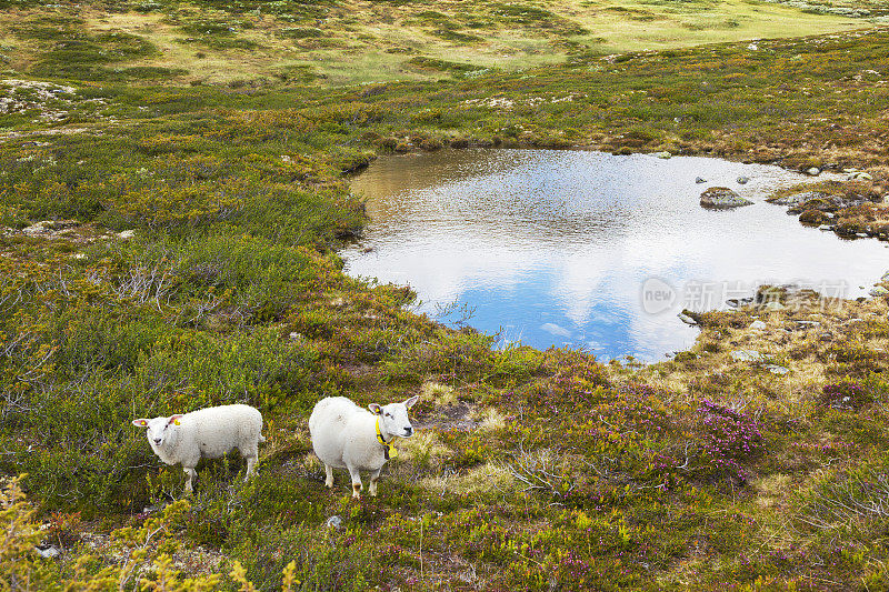 夏天，羊群在挪威山区的草地上。