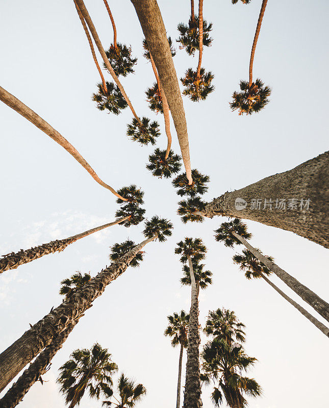 棕榈树在比弗利山，加利福尼亚州-美国