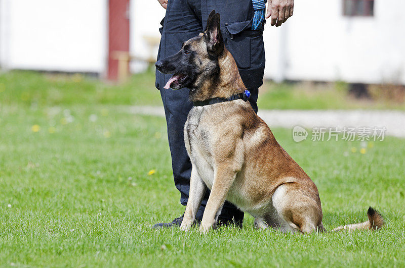 马里诺斯警犬和训犬员。