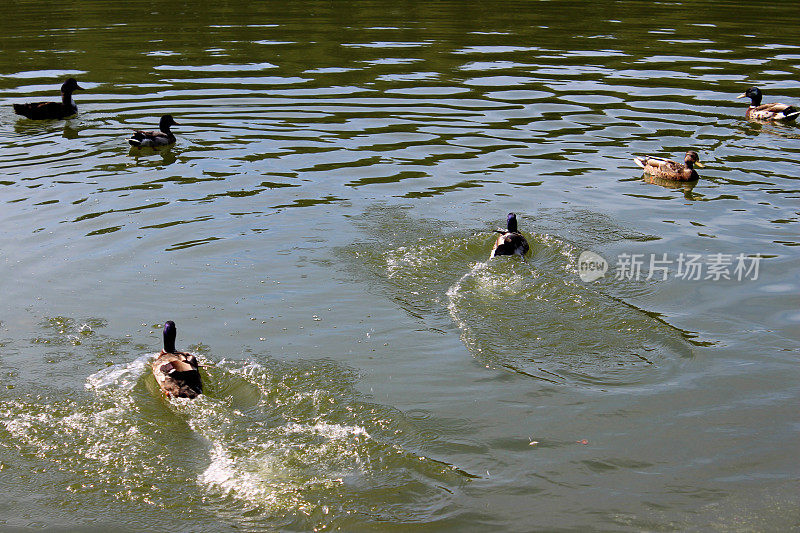 一群野鸭在碧绿的水里游来游去，水花四溅