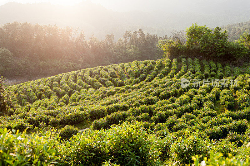 大的绿茶