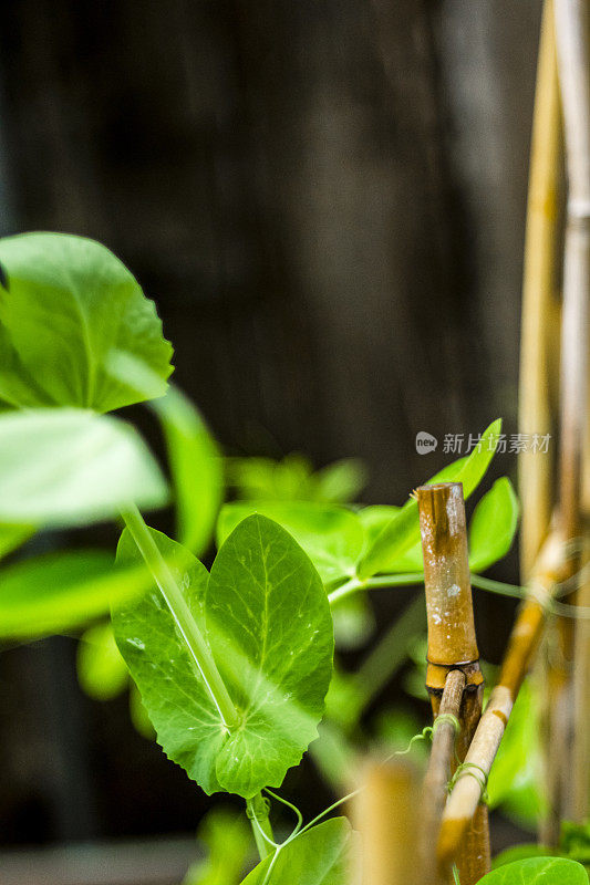 植物茎