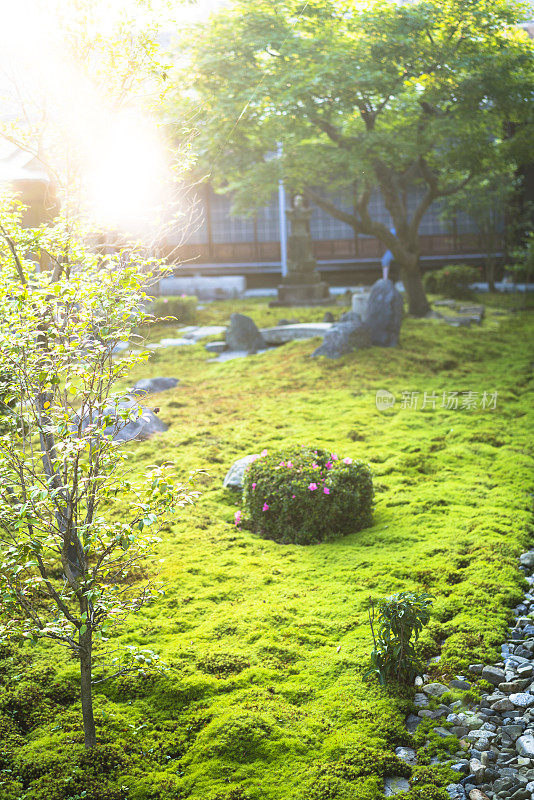 日本京都春寺苔藓花园上的太阳