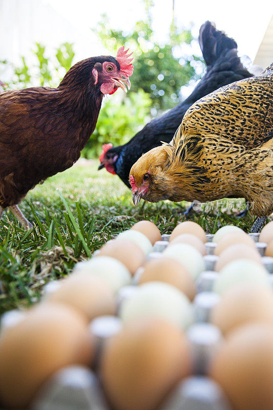 在多色鸡蛋的背景下吃鸡