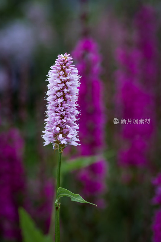 草甸比斯托特