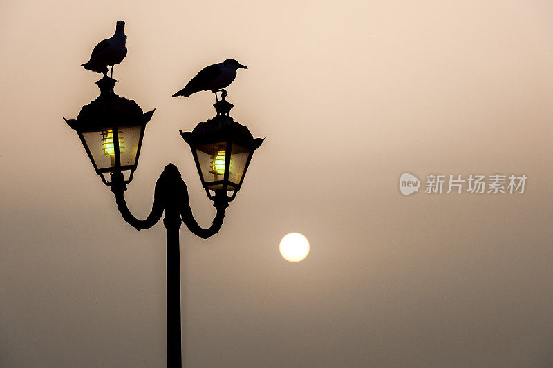 日落时分，海鸥坐在路灯上，非洲摩洛哥的埃索维拉