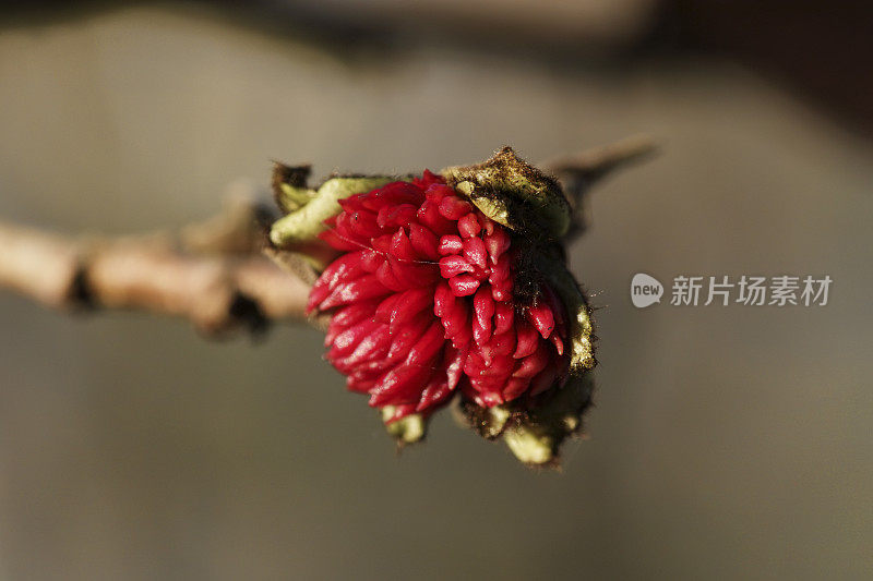 波斯铁木树上的红色花朵