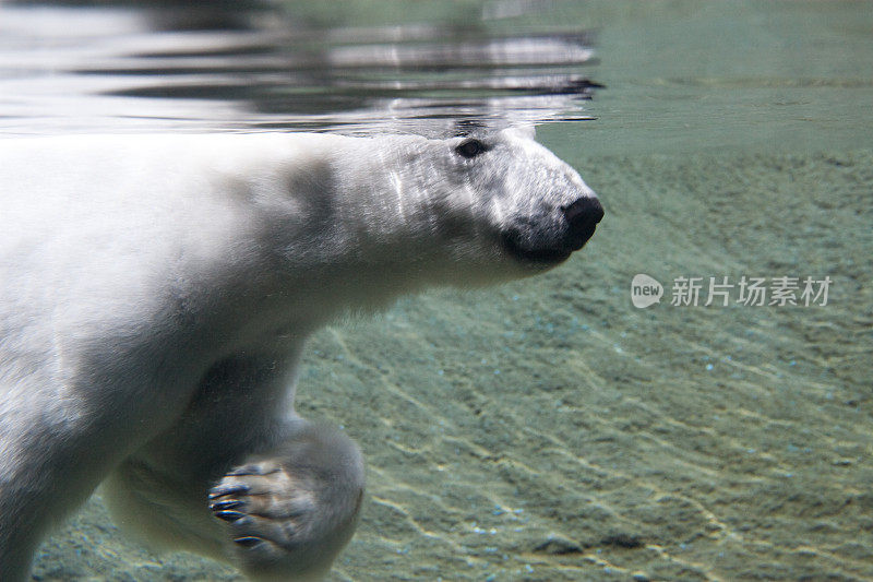 水下北极熊