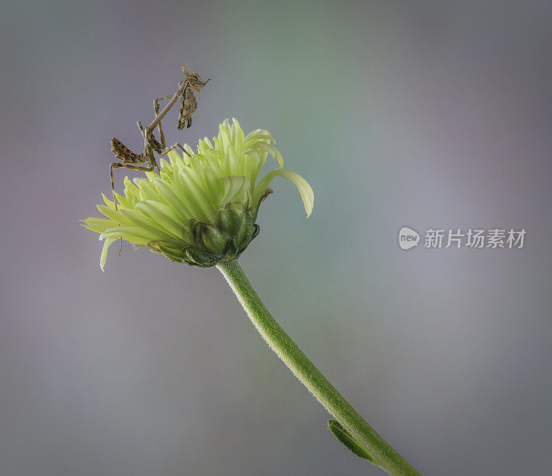 恩普萨在一朵花里