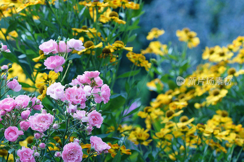 玫瑰和helenium