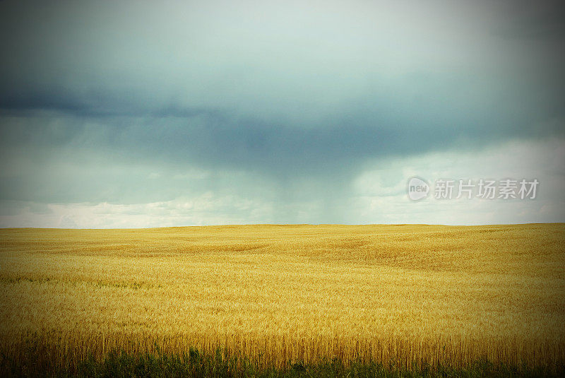 夏末多雨，新谷物成熟