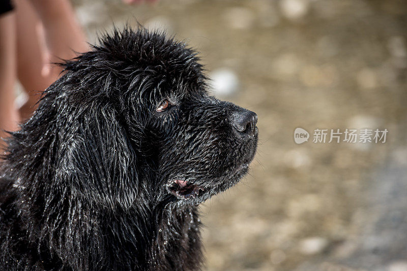 湿的狗