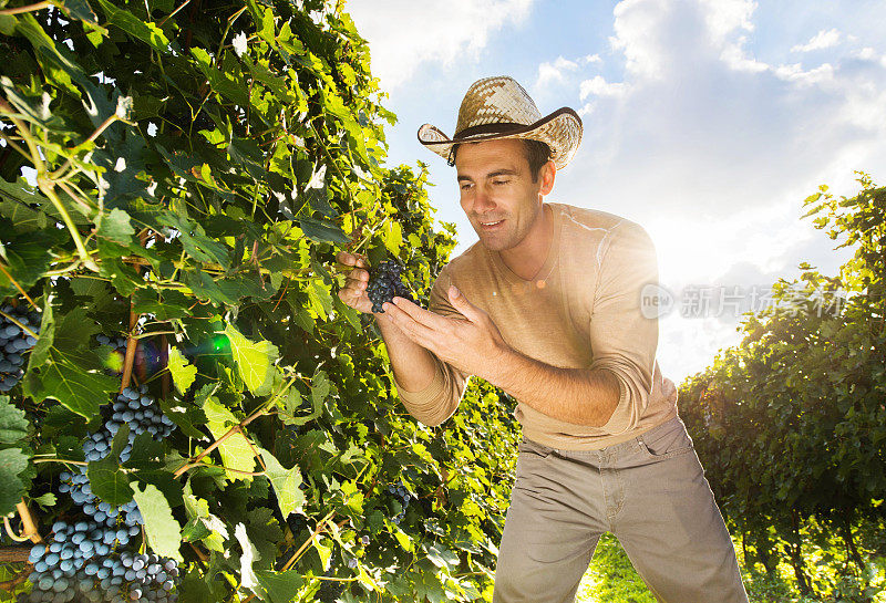 农夫在他的葡萄园里。