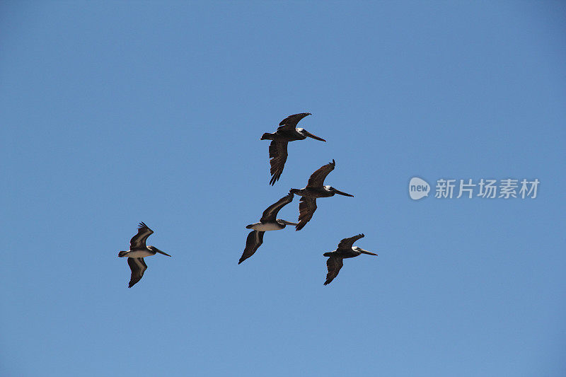 棕色鹈鹕飞翔的天空