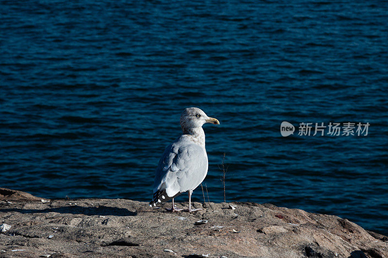 休息只海鸥