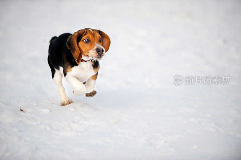 小猎犬在雪地上奔跑