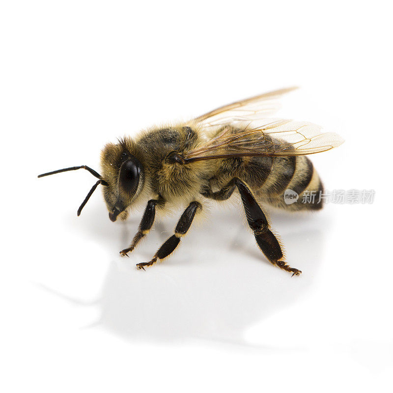 孤立的蜜蜂