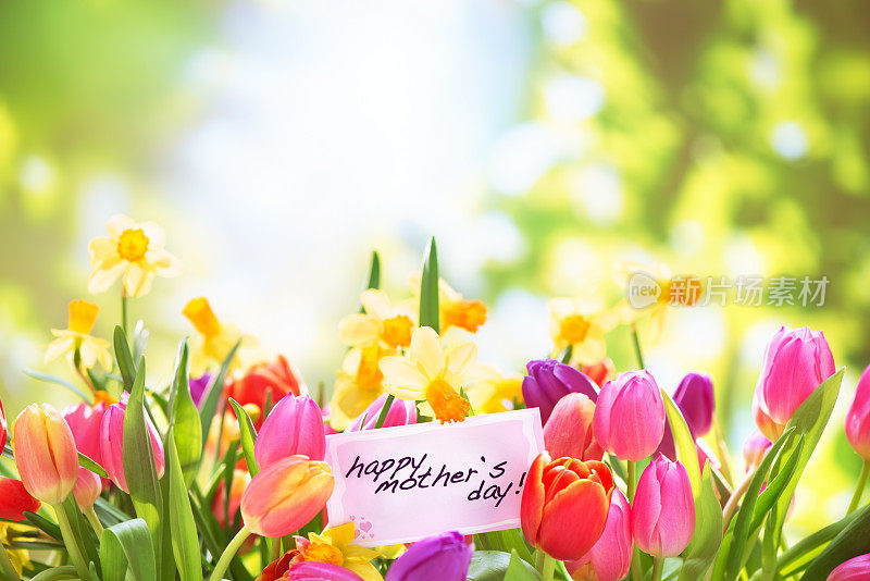 五彩缤纷的郁金香和水仙花与母亲节贺卡在大自然中