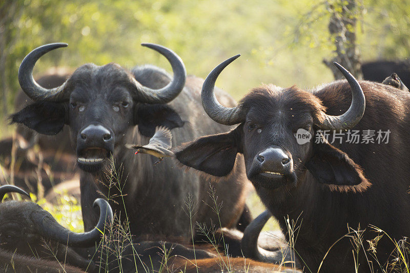 克鲁格野生动物保护区的水牛