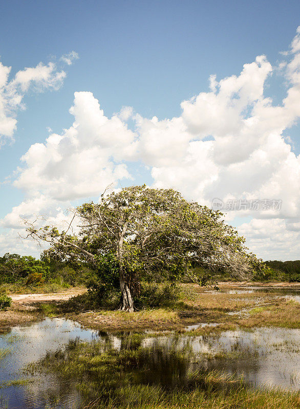 树和沼泽，巴雷林哈斯，巴西