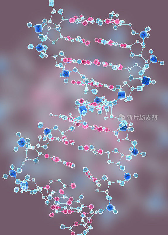 药物模型：DNA