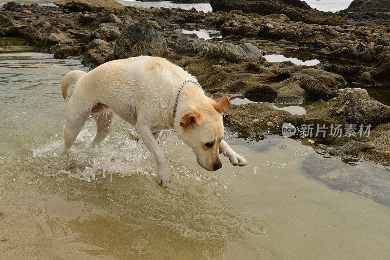 拉布拉多寻回犬