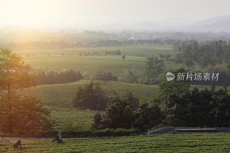 傍晚，茶园景观