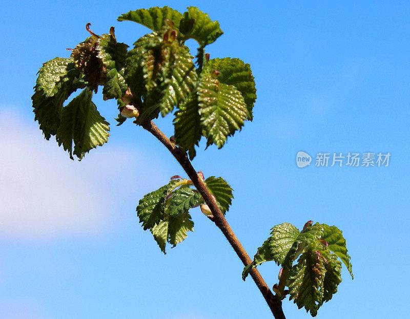 近距离拍摄的榆(英国榆树)春天的叶子