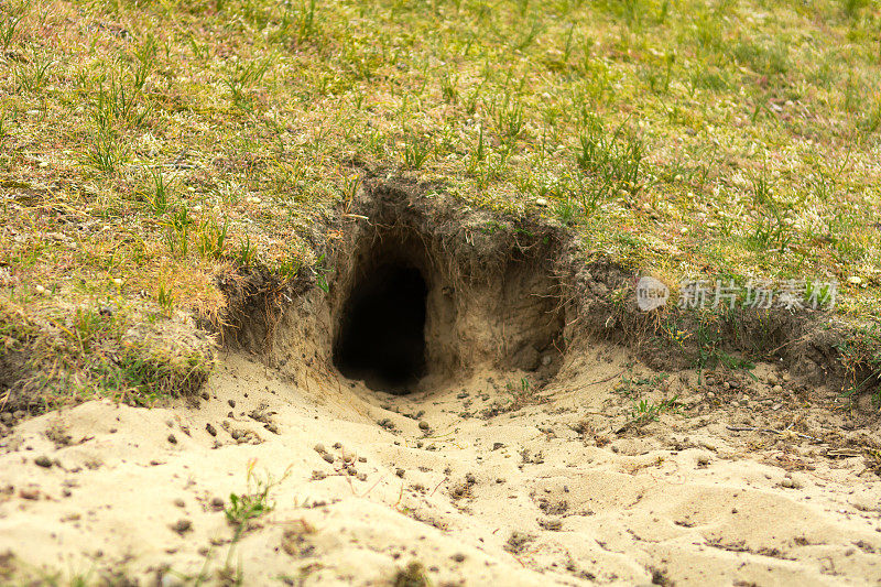 荷兰沙丘上的兔子洞