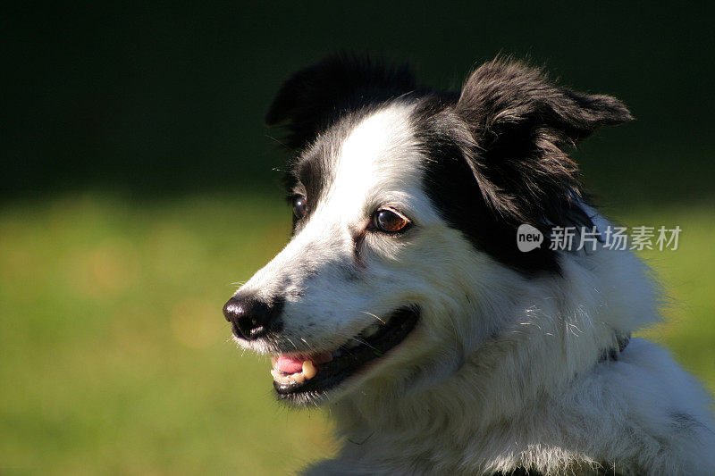 不错的老边境牧羊犬。