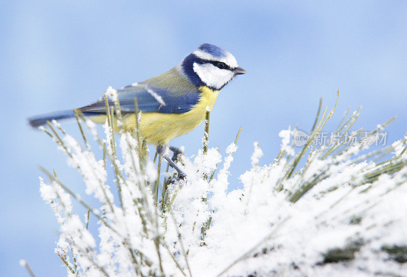 Bluetit在冬季