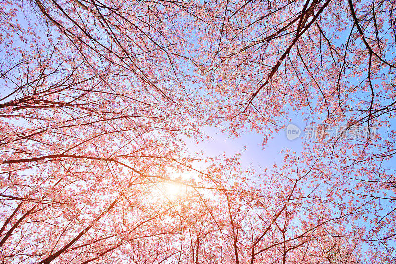 粉红色樱花茂盛的开放季节