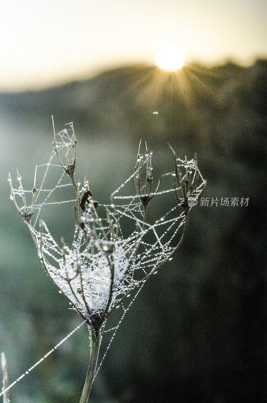 清晨的蜘蛛网