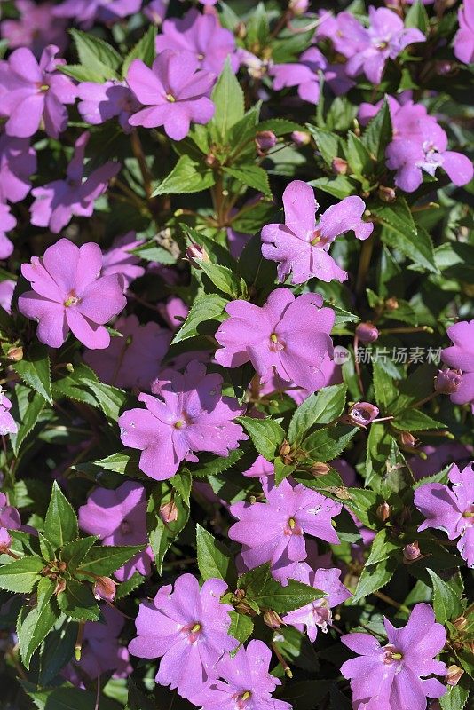 紫色的凤仙花属植物