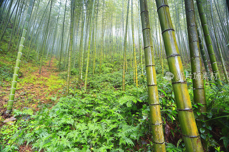 雾中的竹林，中国桂林