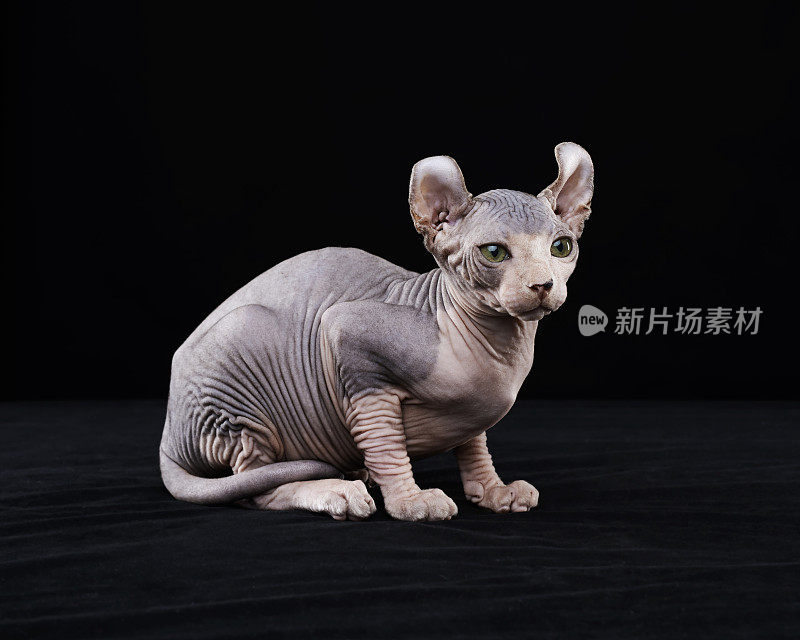 Sphynx猫