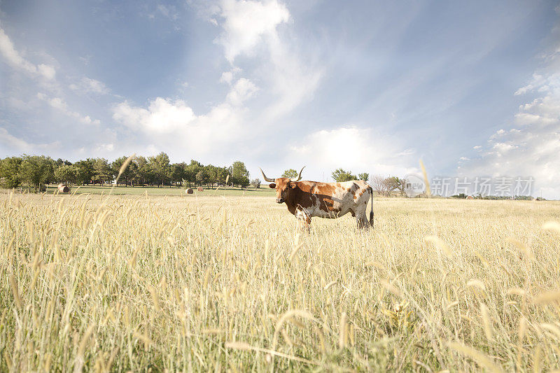 德州长角牛在野外