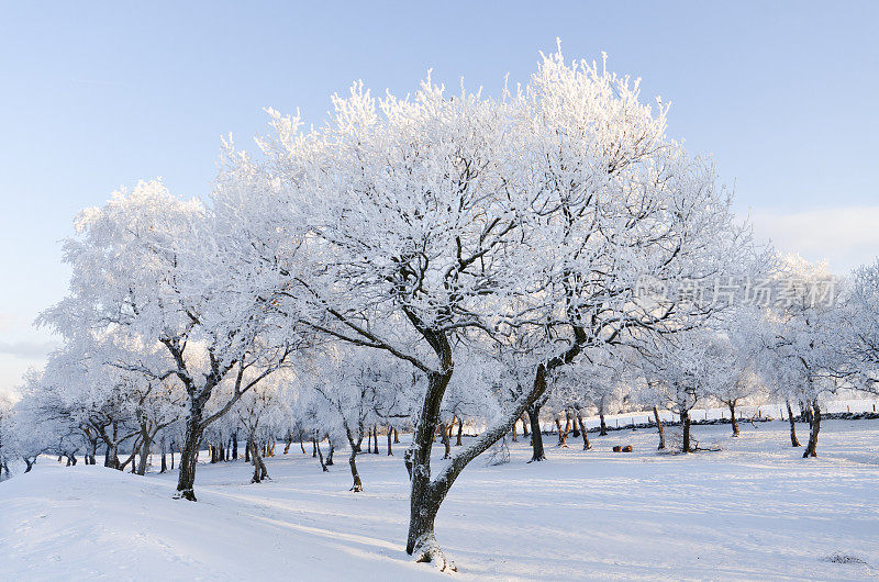 冬天的霜冻覆盖着树木。