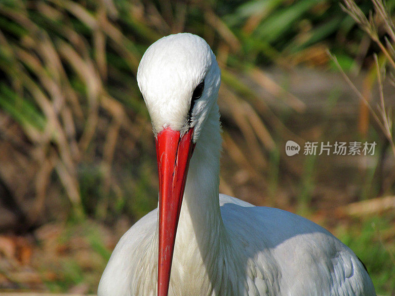 Stork穿着