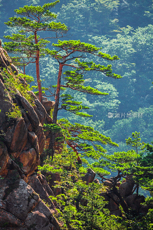 生长在陡坡上的松树