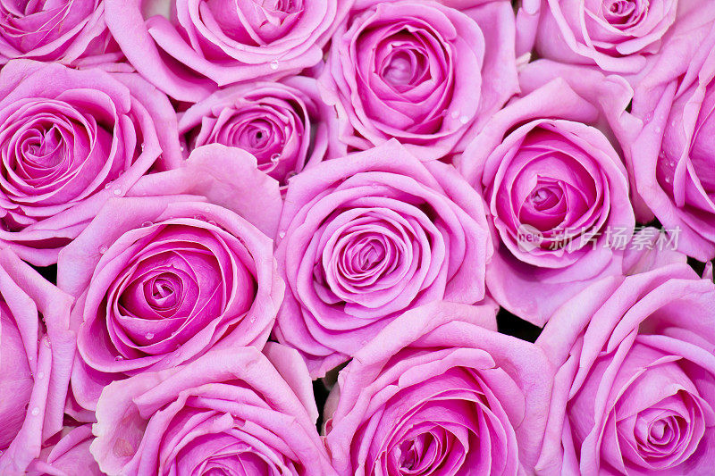 一束带露珠的粉红玫瑰