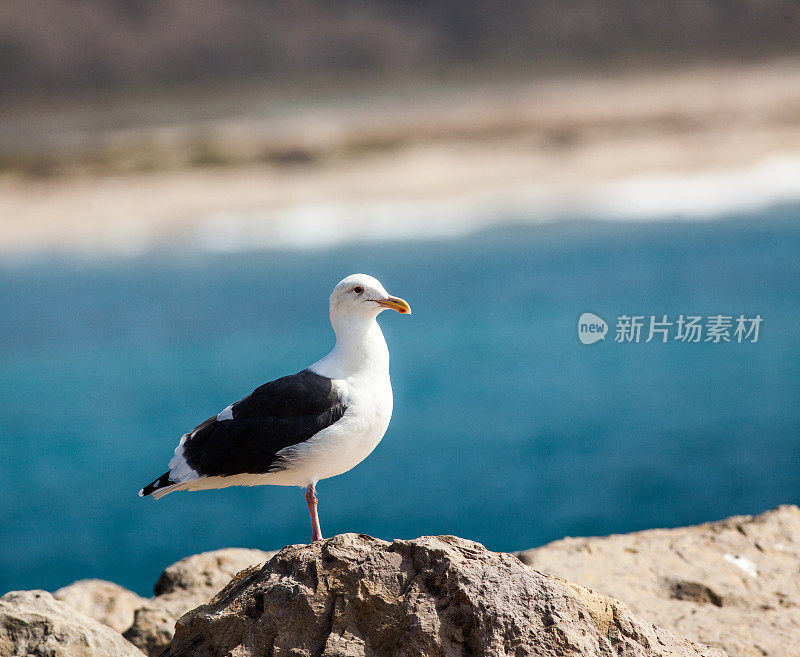 海鸥单腿站立