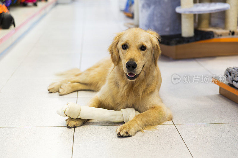 可爱的金毛猎犬和大狗骨头在宠物店